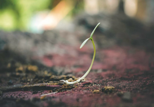 Wat is het verschil tussen een startup en een scale-up?